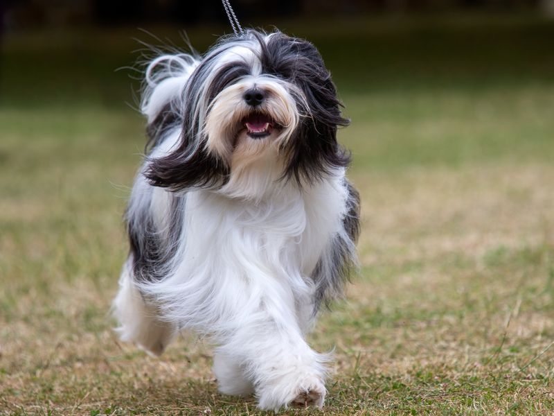 Tibetan Terrier