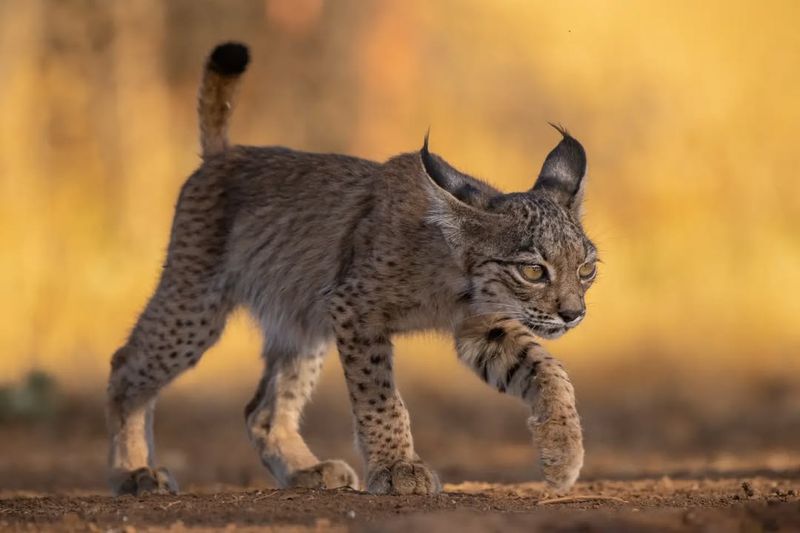 Lynx – Silent Stalking