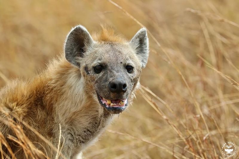 Spotted Hyena