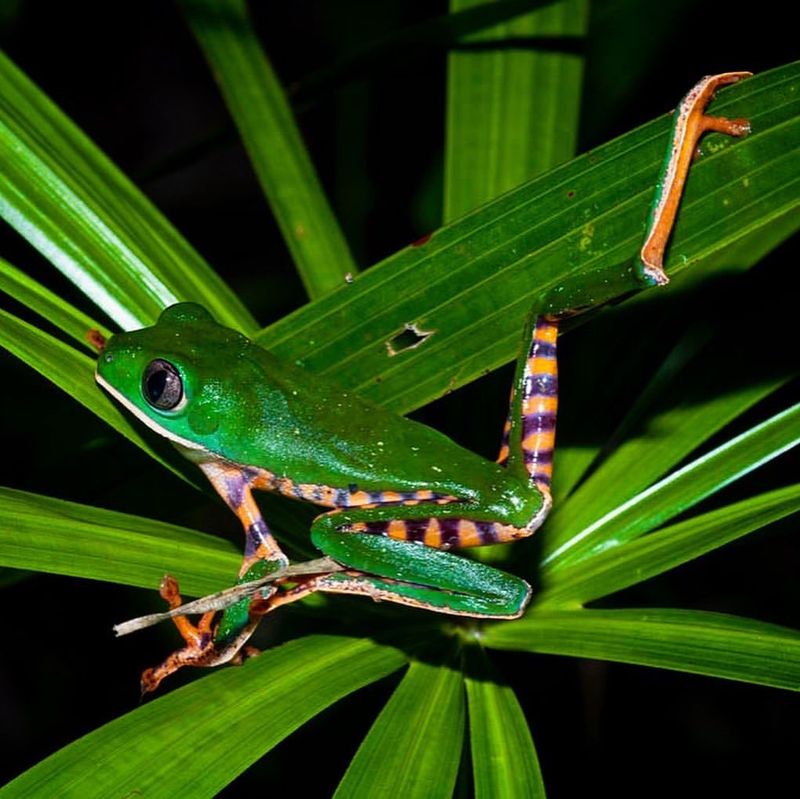 Tiger Legged Monkey Frog