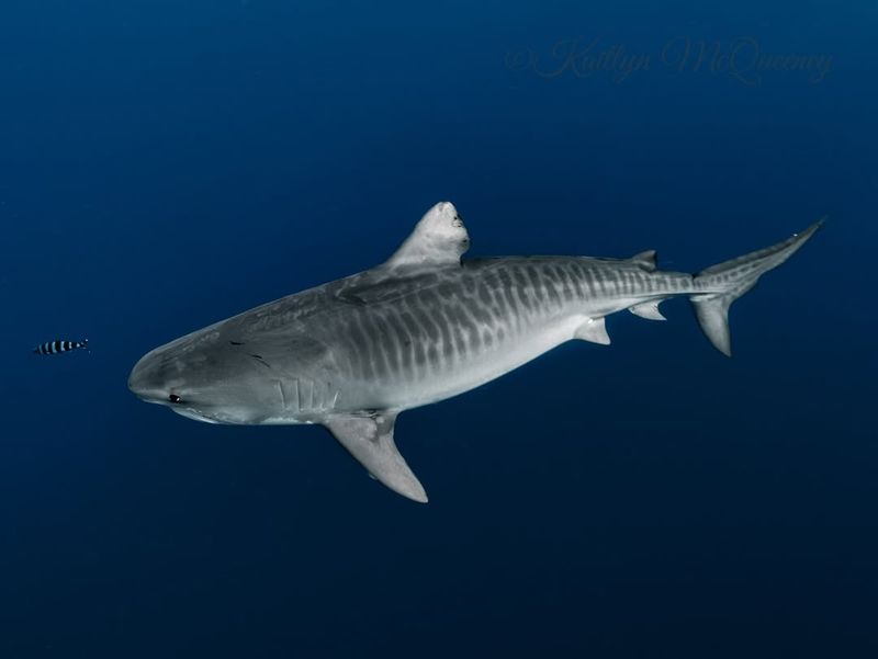 Tiger Shark