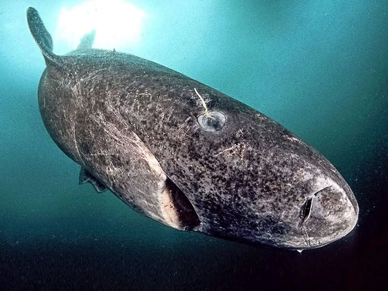 Greenland Shark