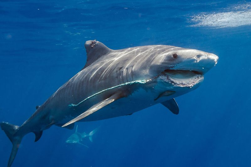 Tiger Shark