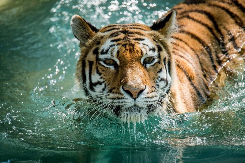 Tigers' Swimming Abilities