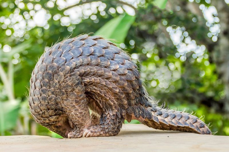 Pangolins