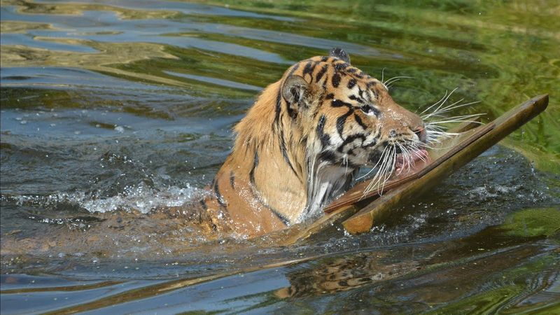 Tigers Can't Swim