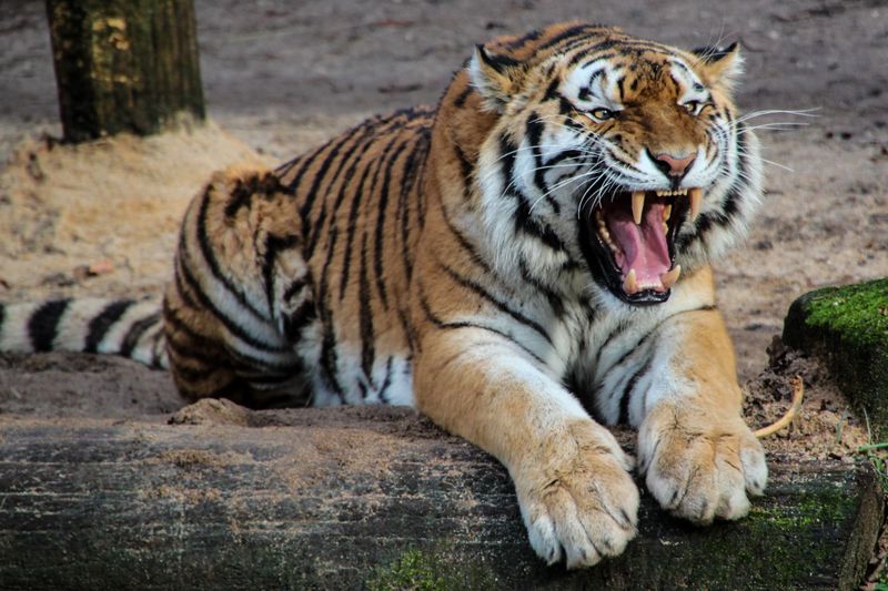 Tigers Love to Eat Humans