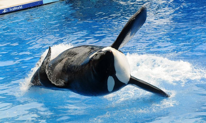 Tilikum the Killer Whale