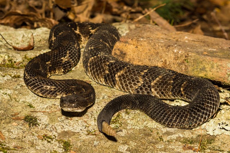 Timber Rattlesnake