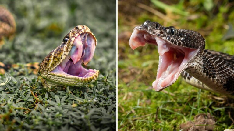 Timber Rattlesnake Vs. Eastern Diamondback 8 Key Differences Of These Fanged Serpents
