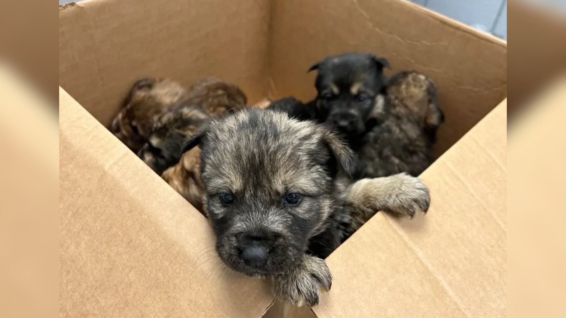 Puppies in a box