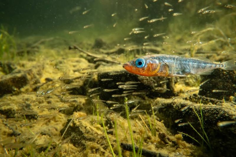 Tiny Stickleback