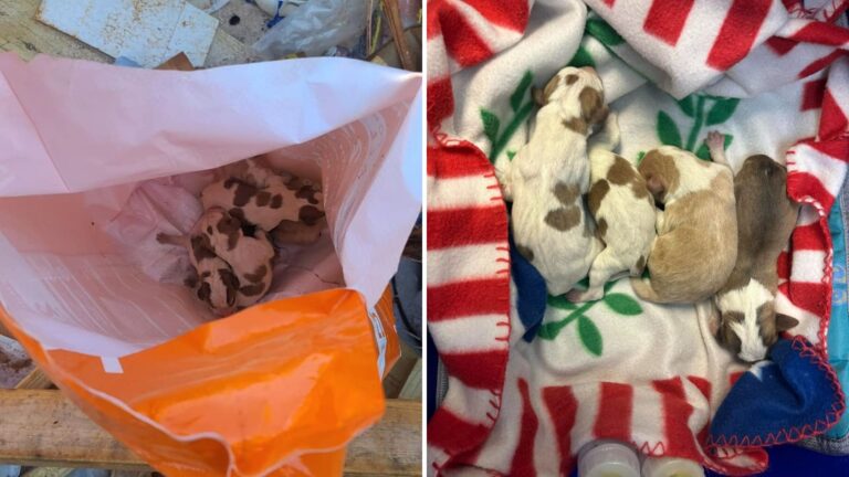 puppies in dumpster