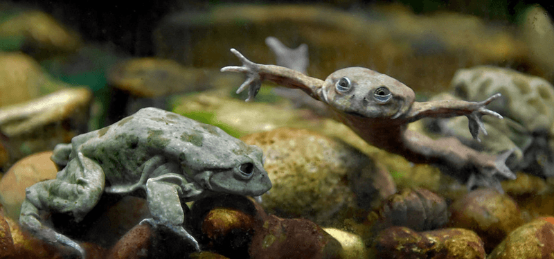 Titicaca Water Frog