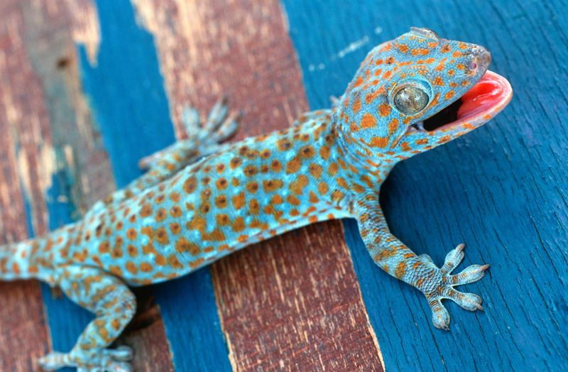 Tokay Gecko