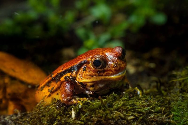 Tomato Frog