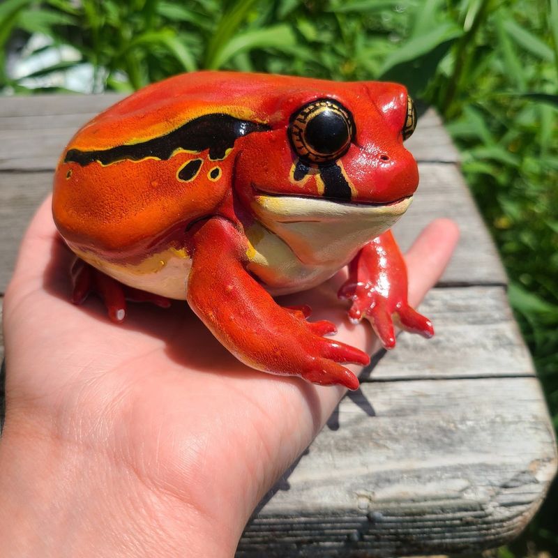 Tomato Frog