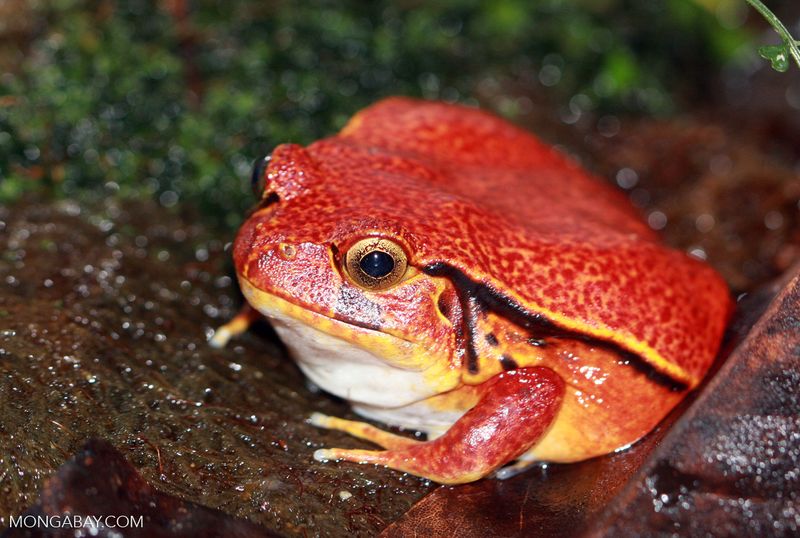 Tomato Frog