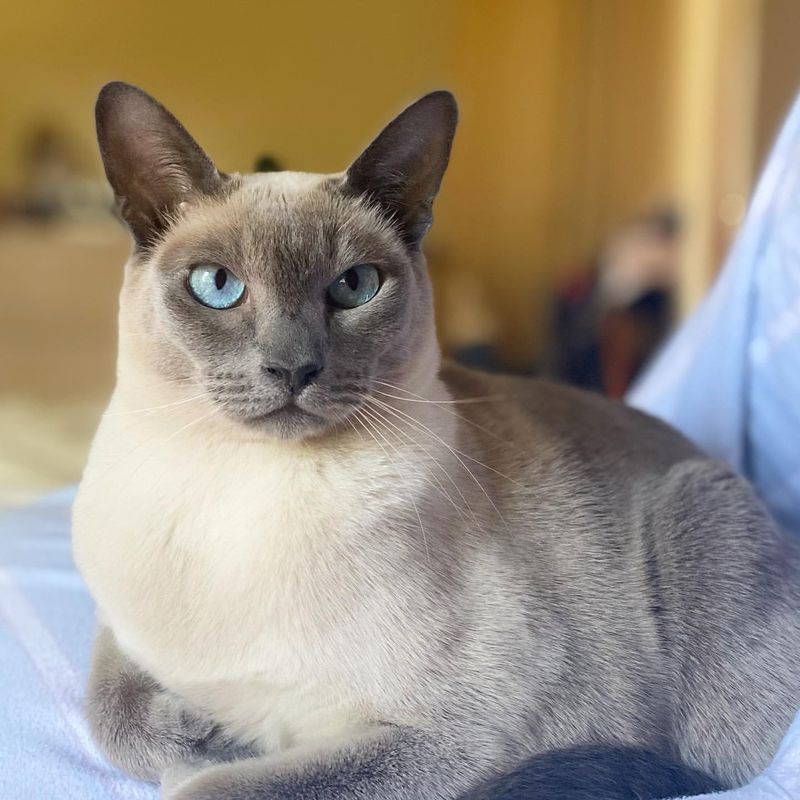 Tonkinese