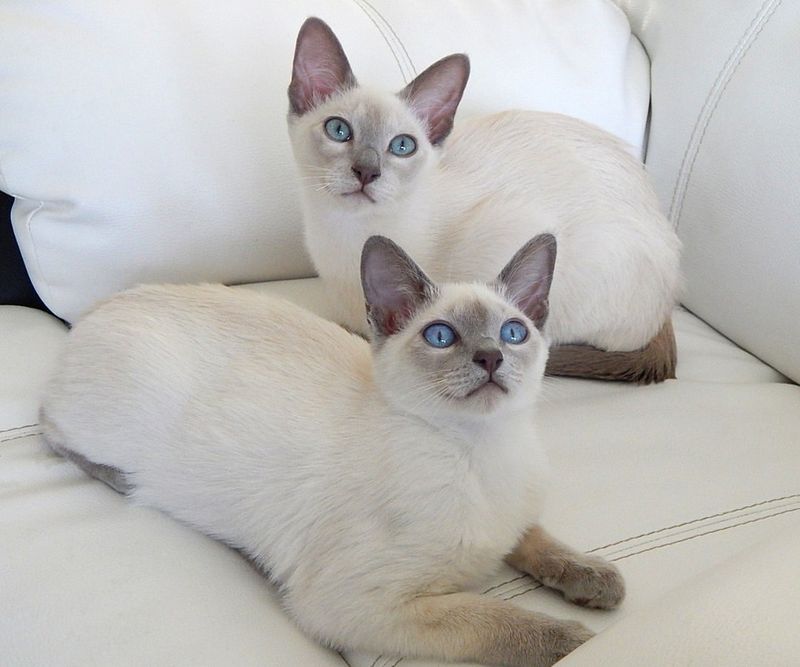 Tonkinese Cat