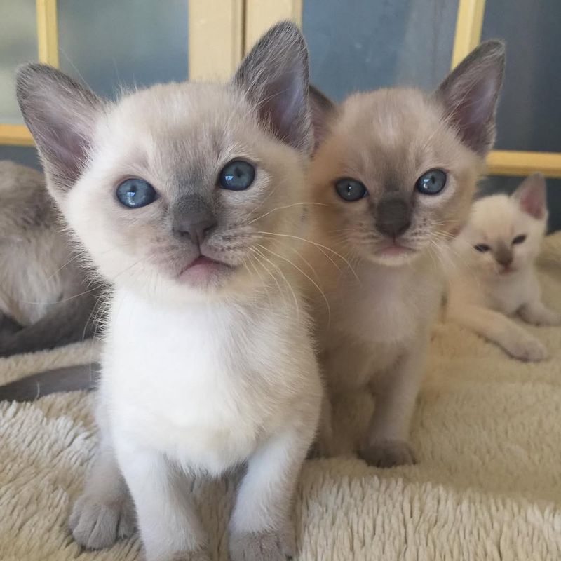 Tonkinese Kitten