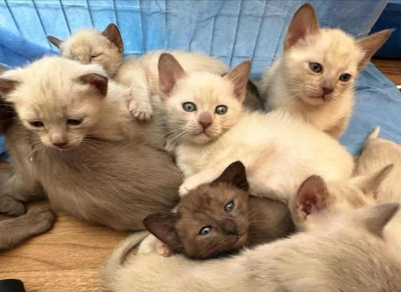 Tonkinese Kitten