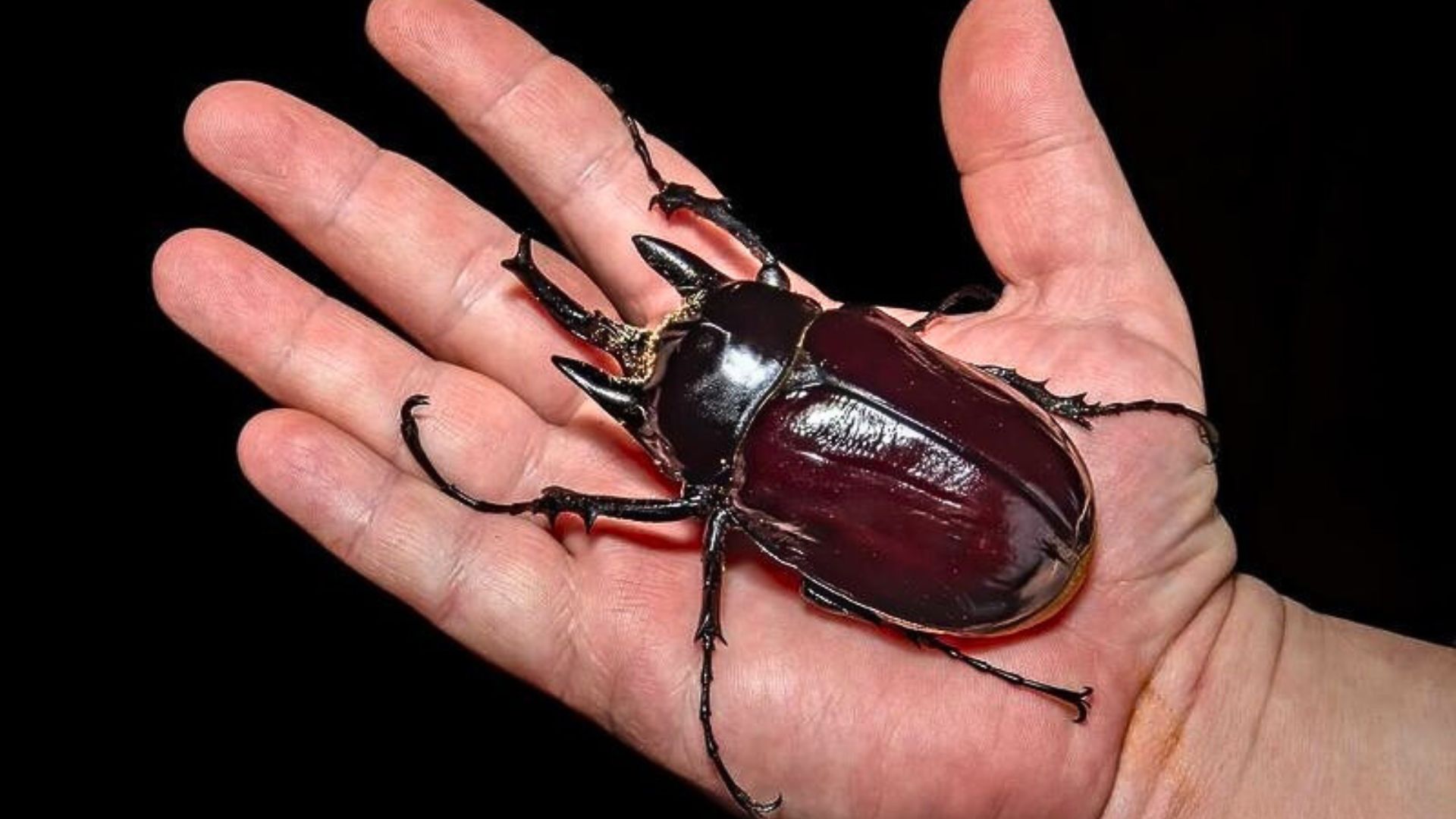 Top 10 Largest Insects In The World