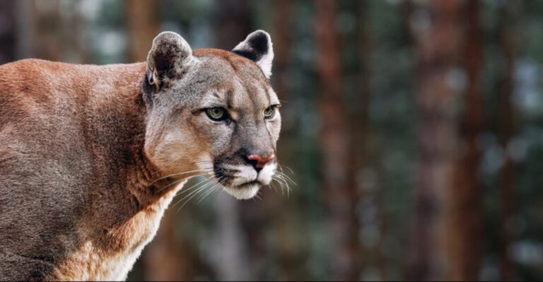 Top 10 U.S. States With The Largest Panther Populations