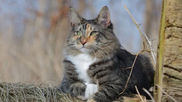 Top 15 Cats Seniors Should Never Own