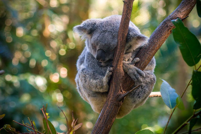 Top 15 Destinations For Koala Bear Lovers