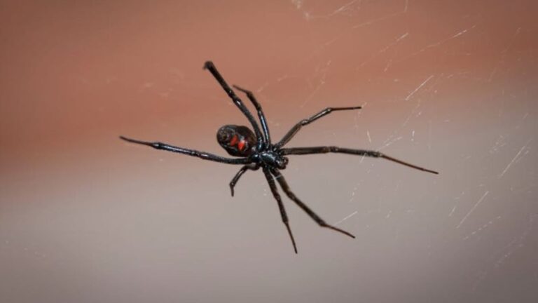 Top 15 Most Dangerous Animals Lurking In American Backyards