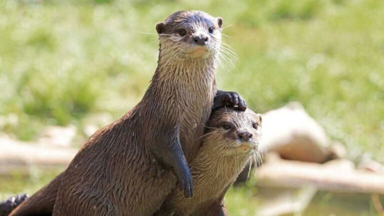 Top 20 Animals And Wildlife In Ohio