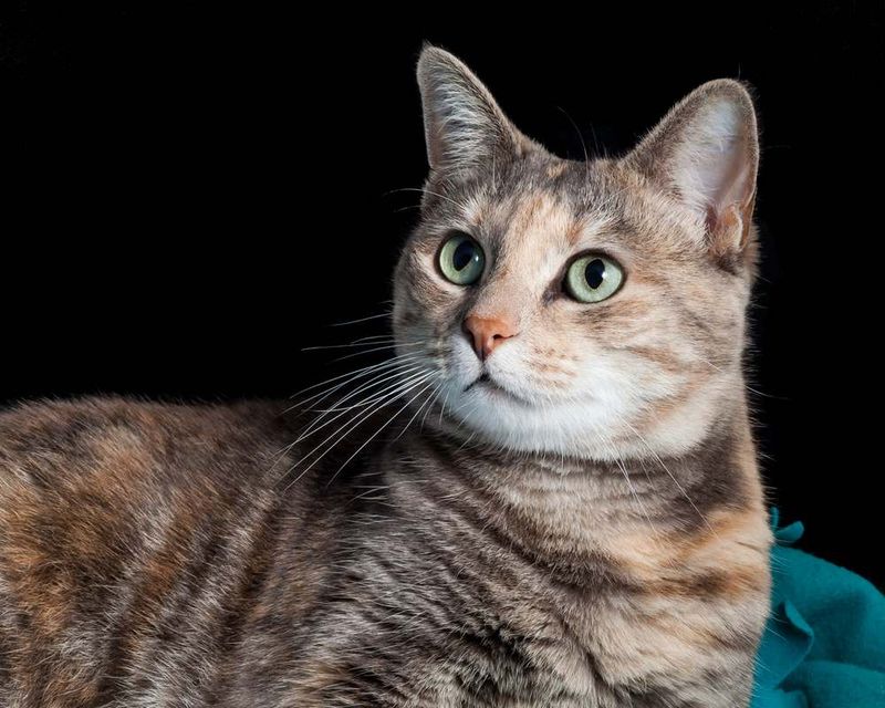 Torbie Tabby