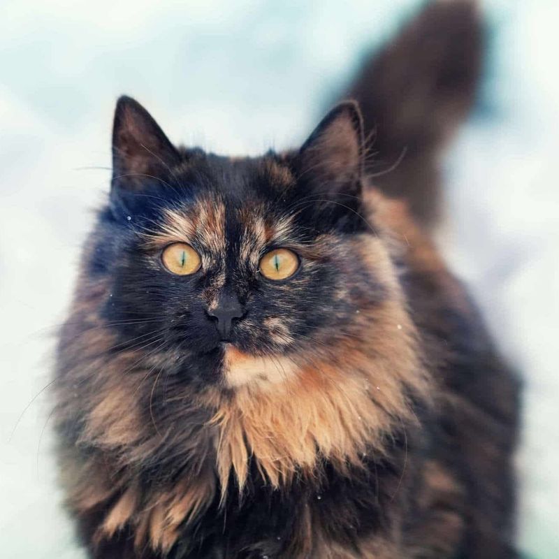 Tortoiseshell