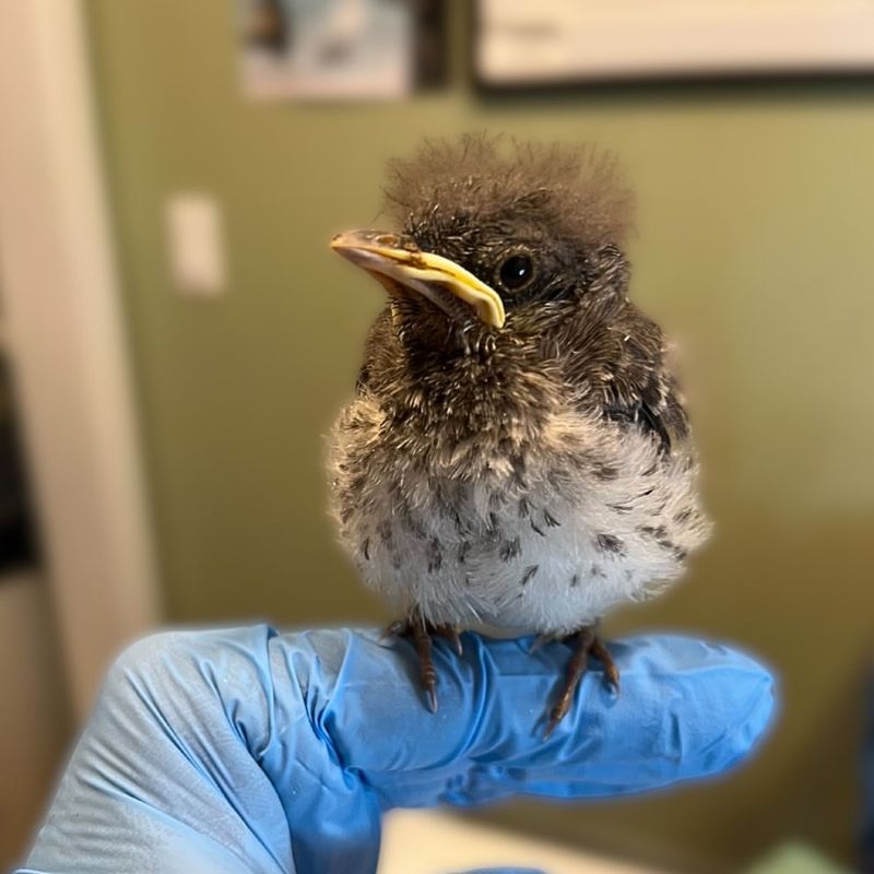 Touching a Baby Bird Will Make Its Mother Reject It