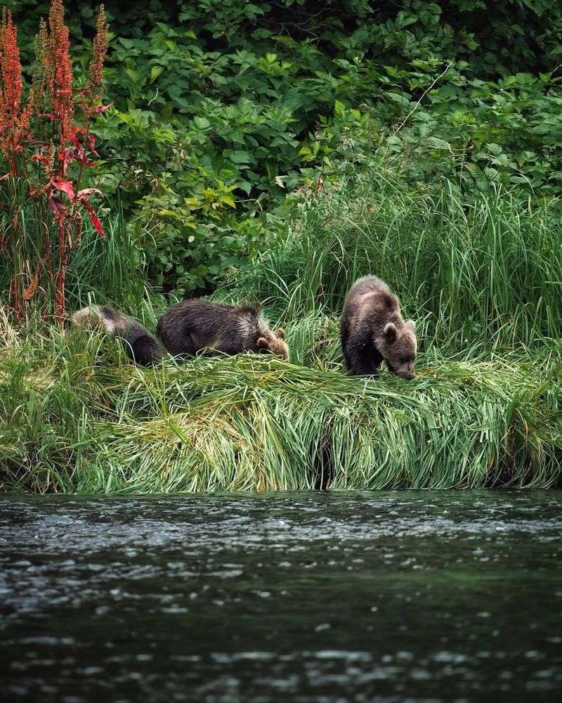 Tourism and Bear Watching