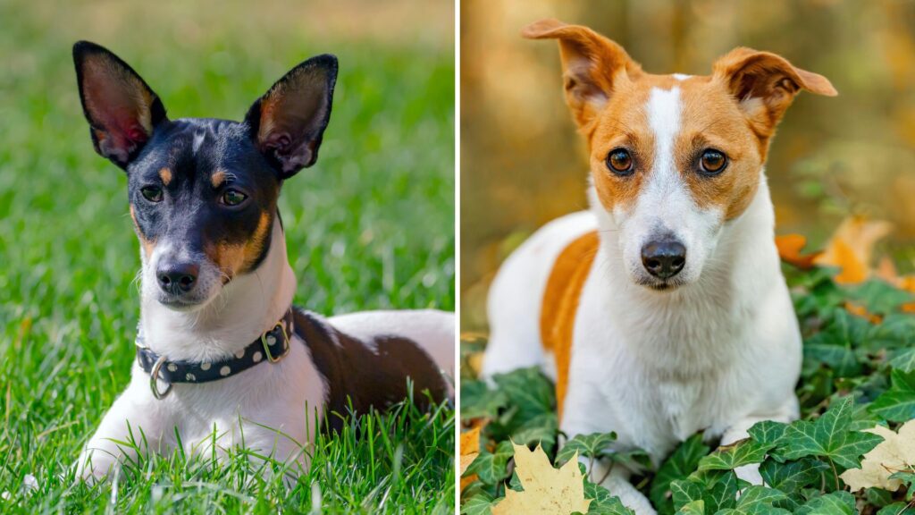 Toy Fox Terrier – Jack Russell Terrier