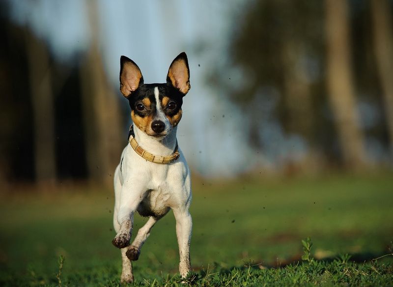 Toy Fox Terrier