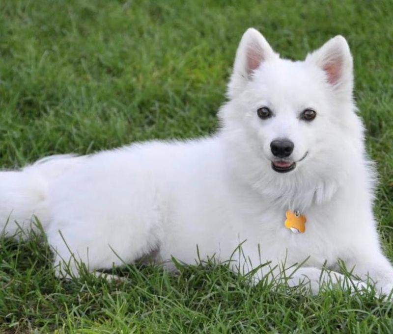 American Eskimo Dog