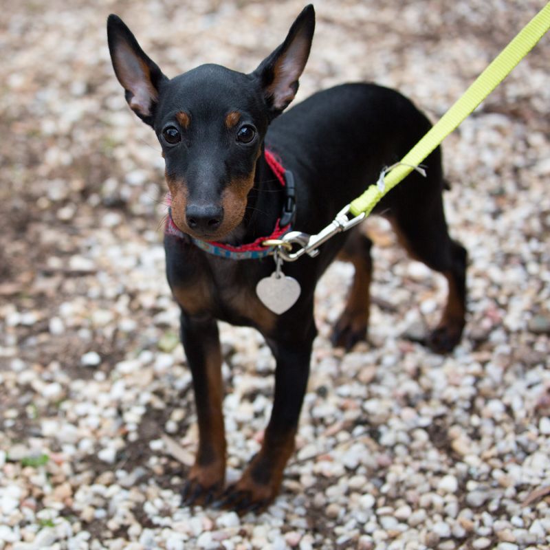 Toy Manchester Terrier