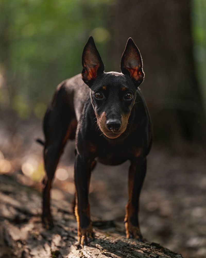 Toy Manchester Terrier