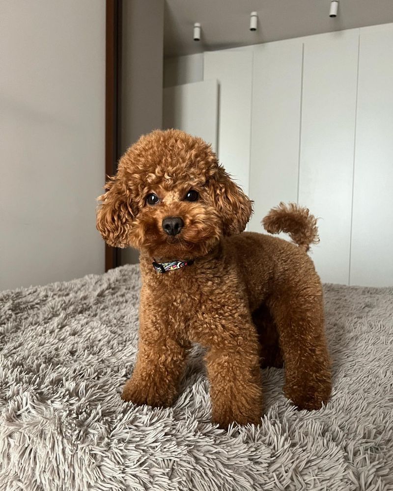 Toy Poodle