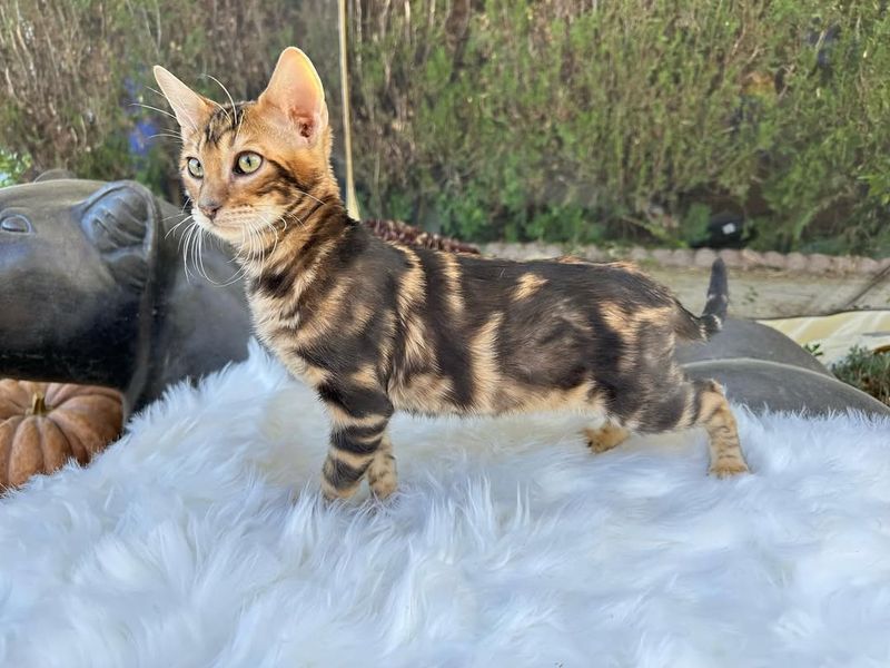 Toyger