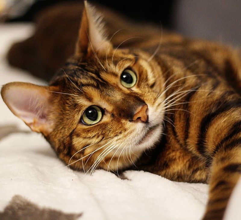 Toyger