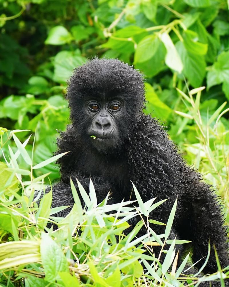 Tracking Gorillas In Rwanda