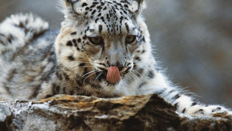 Tracking Snow Leopards In the Himalayas