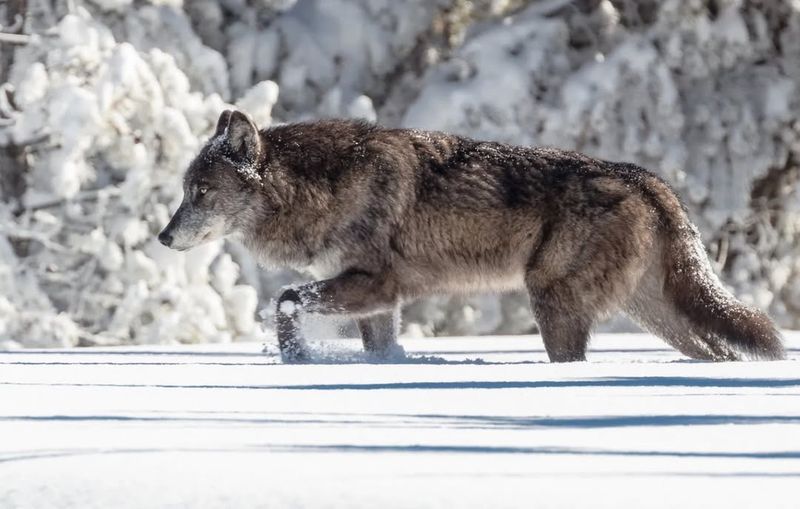 Tracking Wolves In Yellowstone National Park, USA