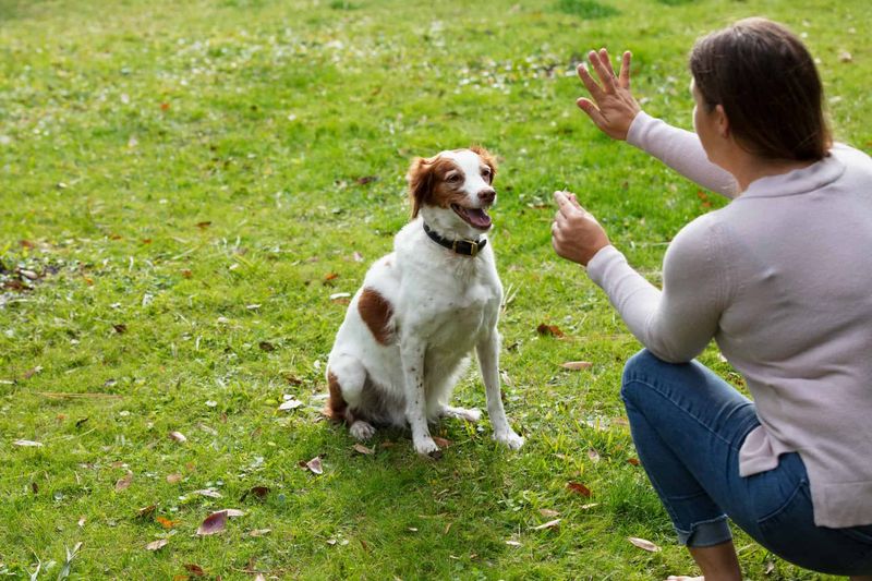 Train Using Positive Reinforcement