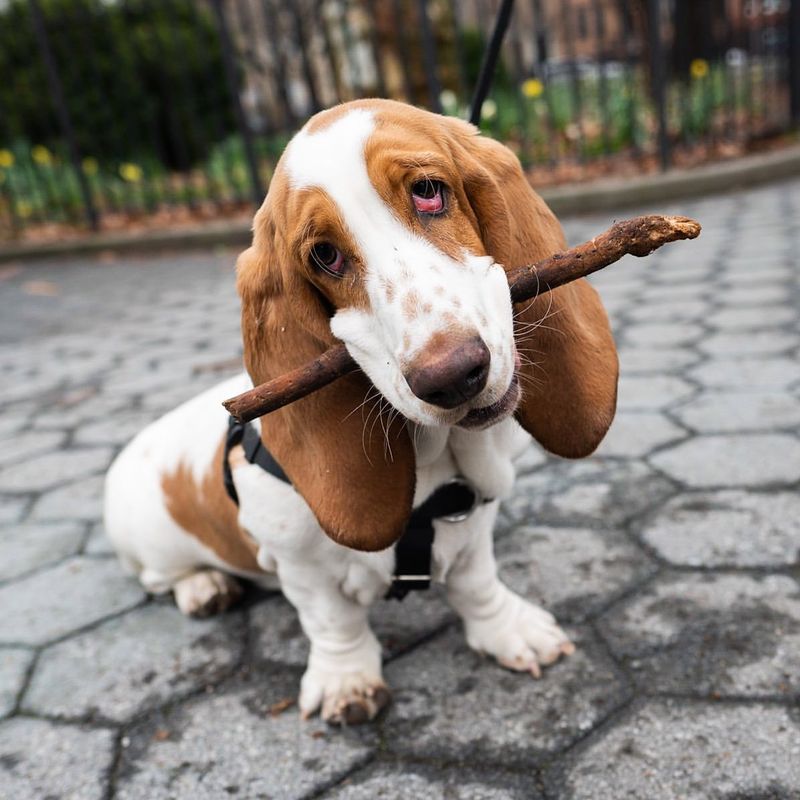 Training Challenges with Basset Hounds