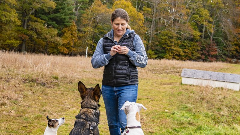 Training Obedience Skills